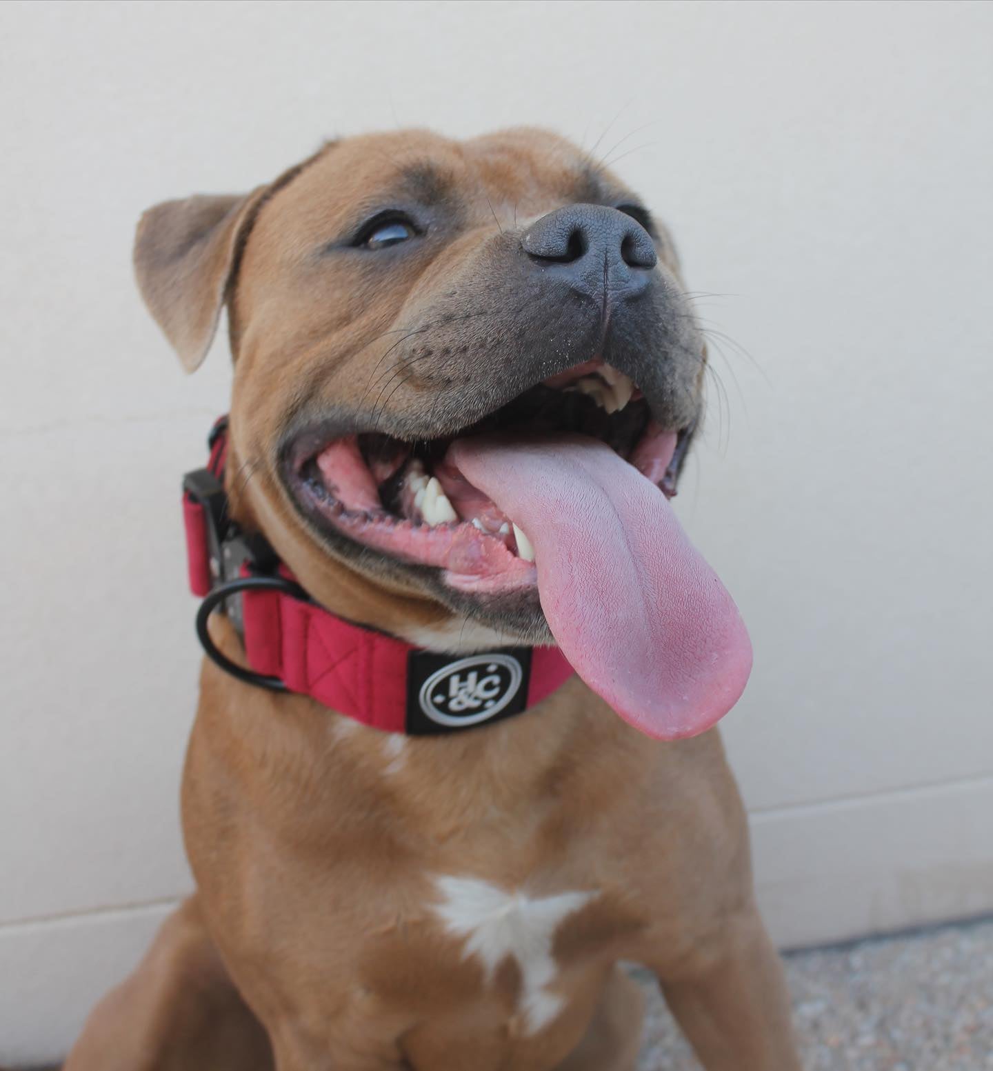 Red - Bully Collar
