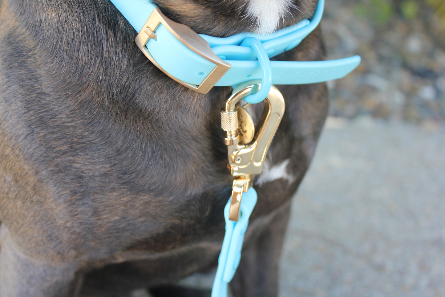 Blue Raspberry - Waterproof Leash