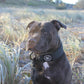 Black - Bully Collar