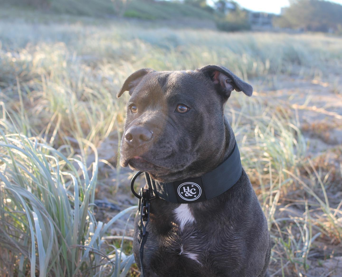 Black - Bully Collar