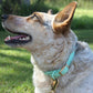 Spearmint - Waterproof Collar