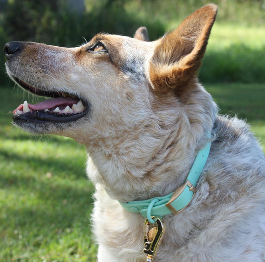 Spearmint - Waterproof Collar
