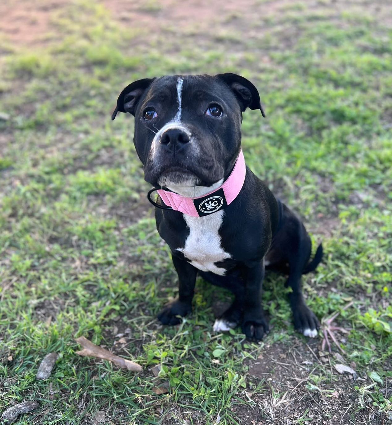 Pink - Bully Collar