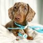 Blue Raspberry - Waterproof Collar