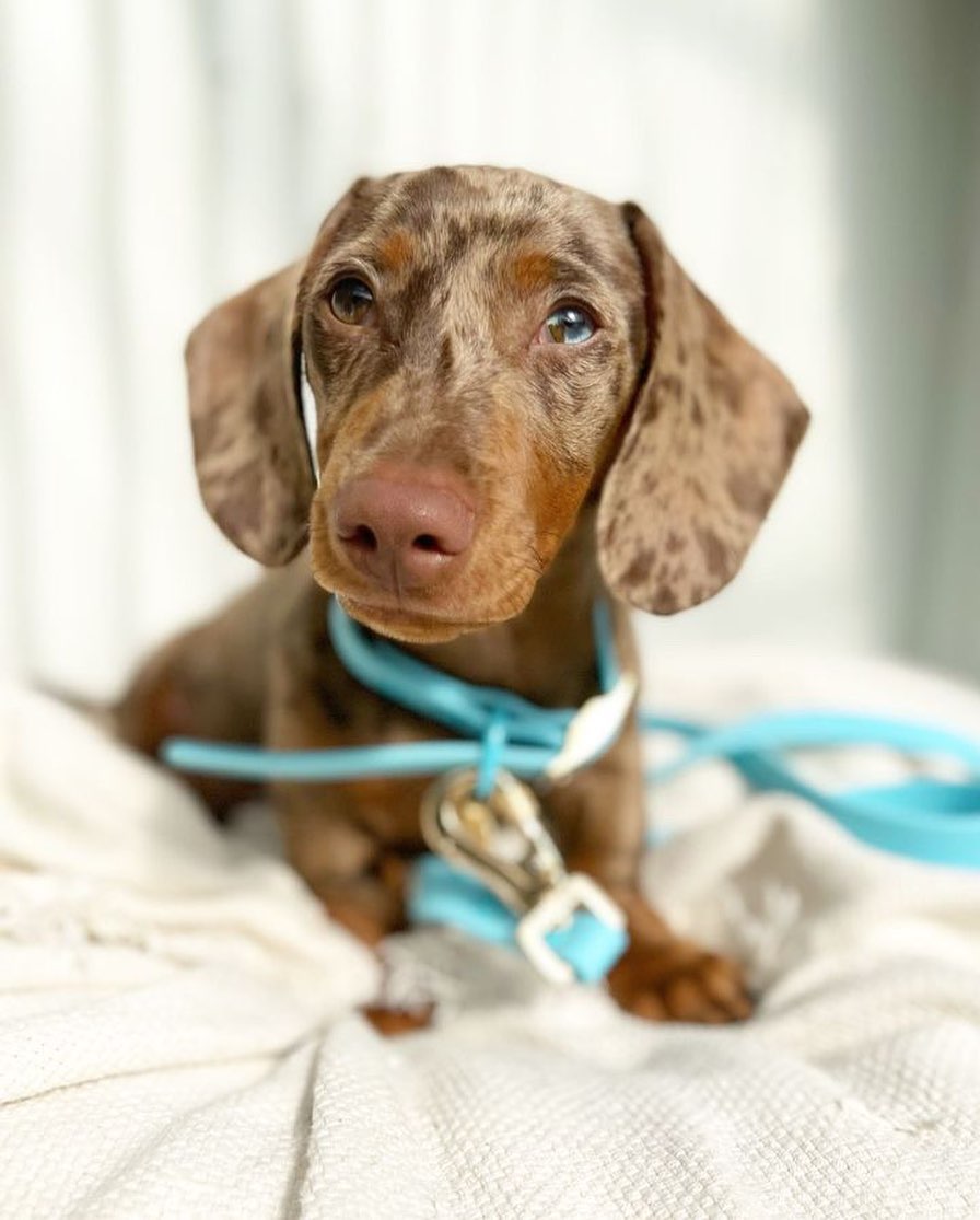 Blue Raspberry - Waterproof Collar