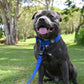 Huckleberry Blu - Bully Active Collar
