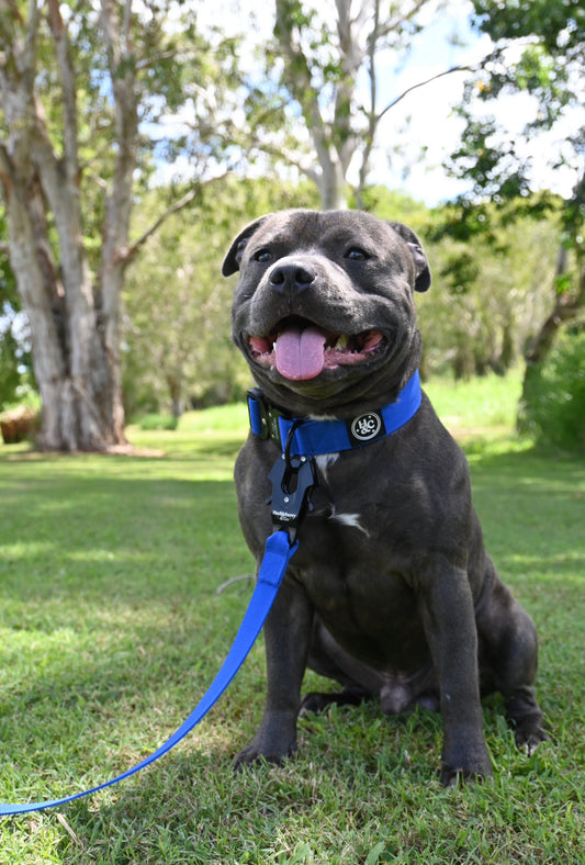 Huckleberry Blu - Bully Active Collar