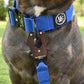 Huckleberry Blu - Bully Active Collar
