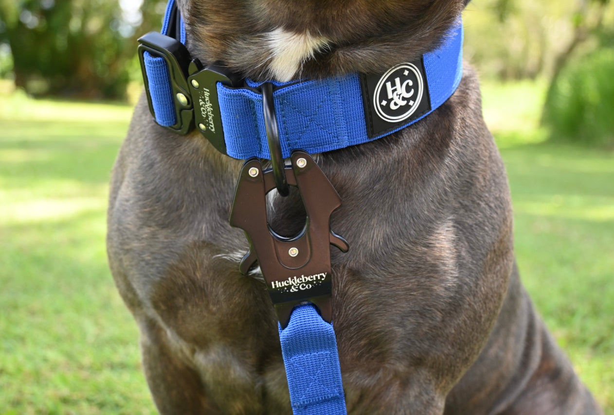 Huckleberry Blu - Bully Active Collar