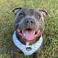 Check Me Out! - Harness