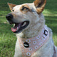 Retro Dancing Daisies - Harness
