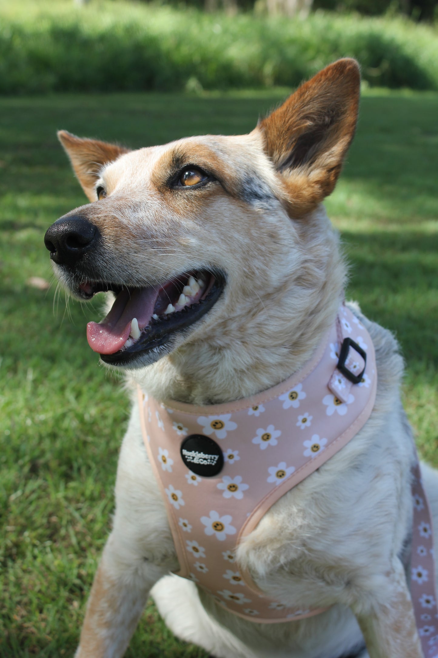 Retro Dancing Daisies - Harness