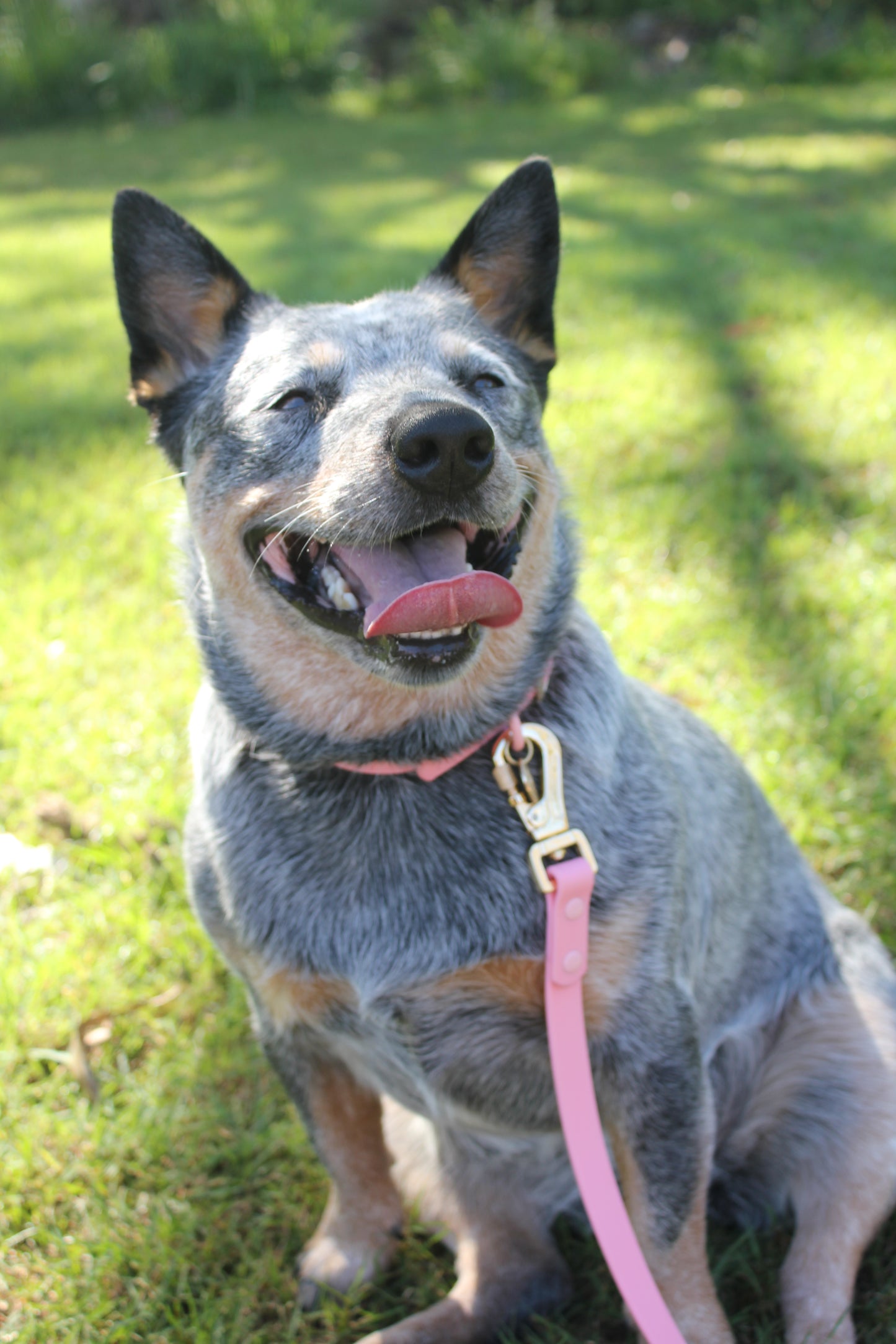 Bubblegum - Waterproof Collar