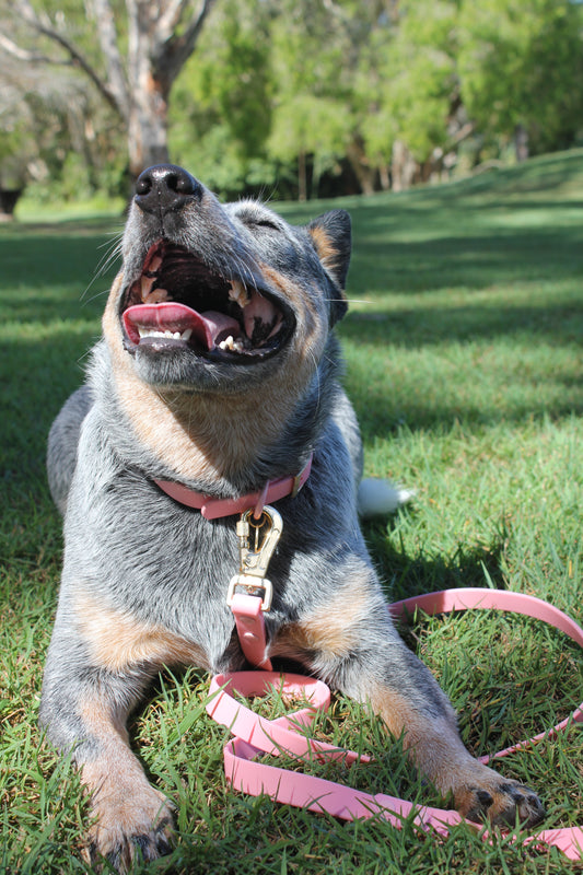 Bubblegum - Waterproof Leash