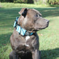 Blue - Bully Collar