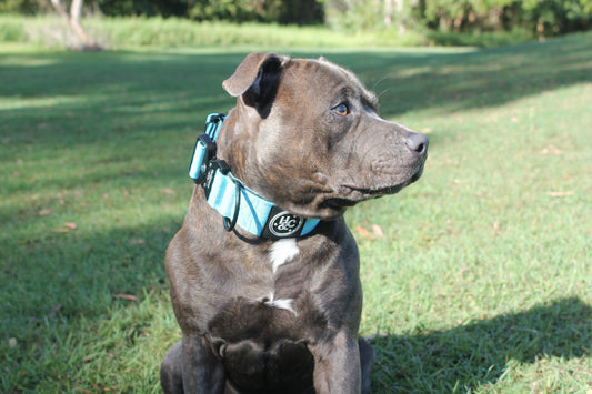 Blue - Bully Collar